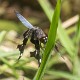 Palpopleura portia imm male-225276